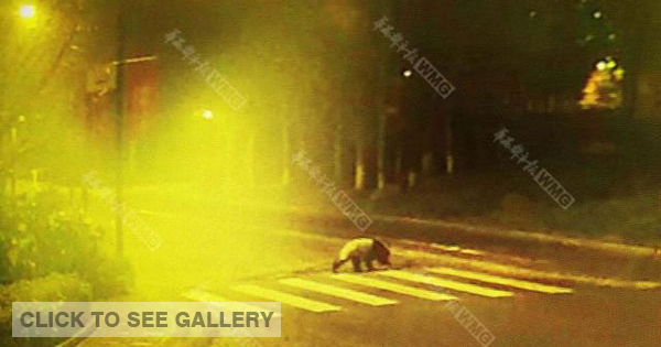 A giant panda seen at a zebra crossing in downtown Yingxiu, a city in Southwest China's Sichuan province in the early hours of the morning on March 5, 2015. (Photo/West China Metropolitan Daily)