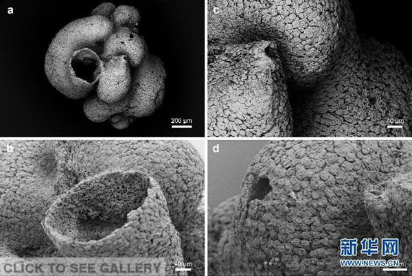 Chinese scientists have discovered a 600 million-year-old sponge-like fossil, predating existing findings of primitive animals by 60 million years. (Photo/ Xinhua)