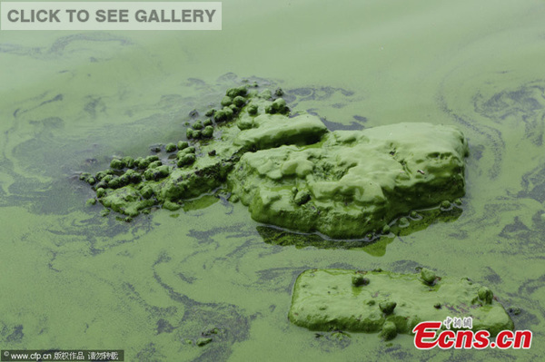 Photo taken on May 25, 2014 shows a large bloom of blue-green algae in China's third largest freshwater lake Taihu, Wuxi city, east China's Jiangsu province. [Photo/CFP]