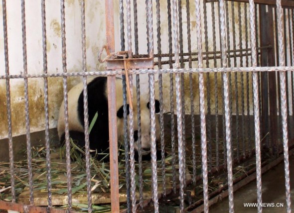 Photo taken on Jan. 21, 2015 shows giant panda Long Long receiveing treatment at the Shaanxi rescue, breeding and research center for rare wild animals in northwest China's Shaanxi Province. Giant panda Long Long died from canine distemper virus at the center on April 8, the fifth panda dead because of the disease. (Xinhua) 