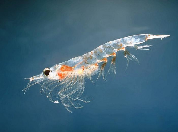 The shrimp-like Antarctic krill. (File photo/Modern Express)