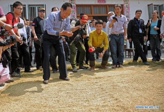 Yuan Longping (front), known in China as the father of hybrid rice, checks grains of hybrid rice in Hongxing Village of Xupu County, central China's Hunan province, Oct 10, 2014. (Xinhua/Li Ga)  