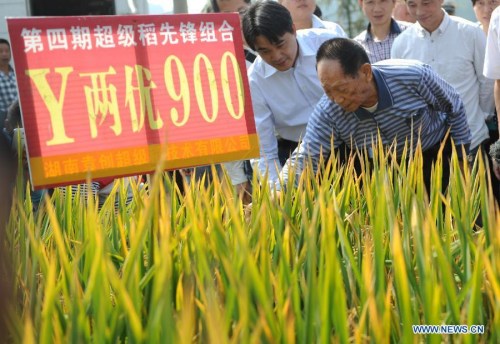 Yuan Longping (R, front), known in China as the father of hybrid rice, checks the condition of hybrid rice in Hongxing Village of Xupu County, central China's Hunan province, Oct 10, 2014.  (Xinhua/Li Ga)