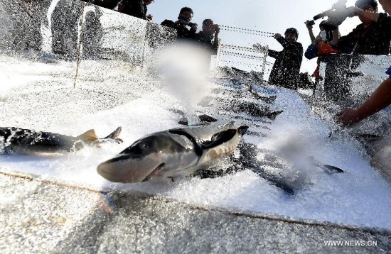 Chinese sturgeons are released to the Yangtze River at Yanzhi Park in Yichang, central China's Hubei Province, April 12, 2015. (Xinhua/Xiao Yijiu)