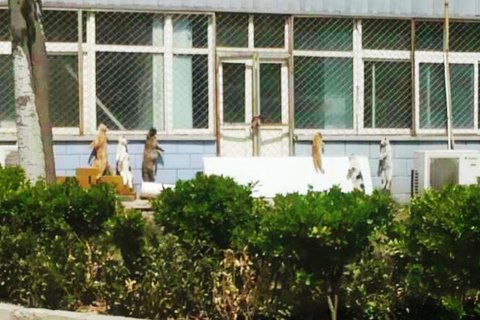 Six feline carcasses hang in the factory yard of the Marco-Union Pharmaceutical Company in Beijing's suburban Tongzhou district on April 14, 2015. (Photo/Weibo.com)