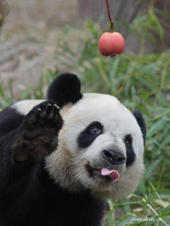 Photo taken on March 31, 2015 shows giant panda Yalin at the Chengdu Research Base of Giant Panda Breeding in southwest China's Sichuan Province. A pair of giant pandas, the female one Shurong and the male one Yalin, were selected from 55 candidates as gifts from the central government to Macao after three months of deliberation.  (Xinhua/Xue Yubin) 