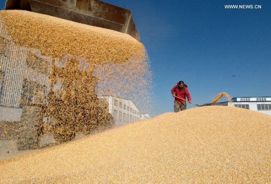 An employee of the Qilihe National Grain Depot airs corn in Yixian county, Jinzhou city, Northeast China's Liaoning province, Nov 13, 2014. (Photo/Xinhua)