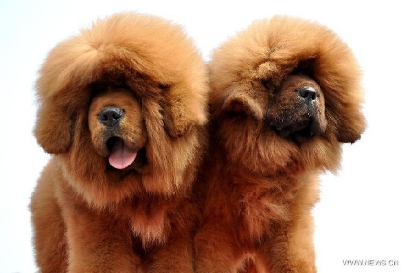 Two Tibetan mastiffs pose for photos at the 2nd Handan Tibetan mastiff exhibition in Handan, north China's Hebei Province, March 23, 2013. (Photo/Xinhua)