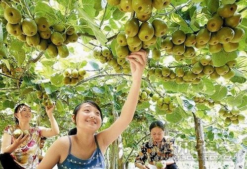 An undated picture shows that local people in Yaan City of southwest Chinas Sichuan Province are picking ripe kiwifruits in June, 2011. (Photo/beiww.com) 