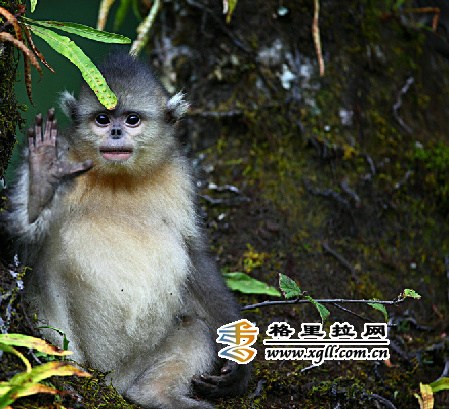 Photo/www.xgll.com.cn