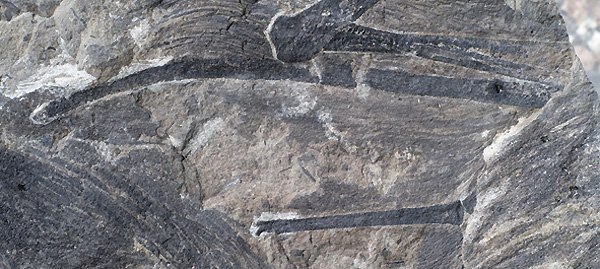 A close-up of the dinosaur rod-like bone. (Photo provided to chinadaily.com.cn)