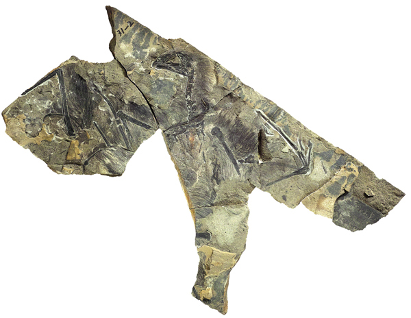 The only known specimen of the new dinosaur named Qiyi,which means fantastic wing in English. (Photo provided to chinadaily.com.cn)