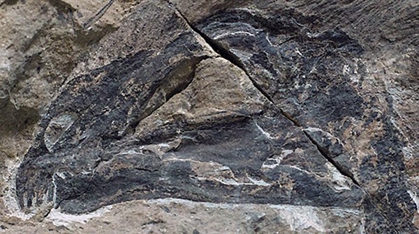 A close-up of the new dinosaur's skull. (Photo provided to chinadaily.com.cn)