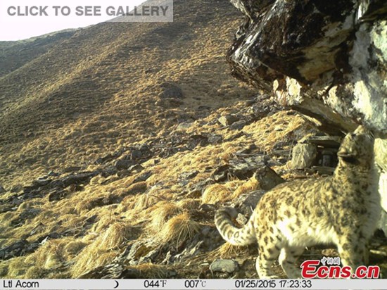 Picture of a snow leopard was captured by an infrared camera, set up at an altitude of 4,102 meters, at the Wolong National Nature Reserve in Southwest China's Sichuan province, Jan. 1, 2015. (Photo provided to China News Service)