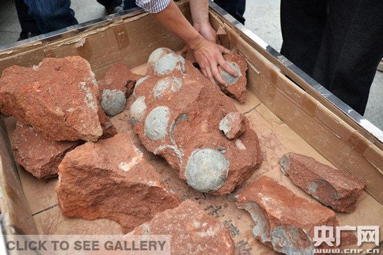 Photo taken on April 19, 2015 shows dinosaur egg fossils found in Heyuan, south China's Guangdong Province. Heyuan earned a place in the Guinness Book of World Records after finds of 10,008 dinosaur egg fossils in 2005. The city has been titled "Hometown of the Dinosaur in China". (Photo/cnr.cn)