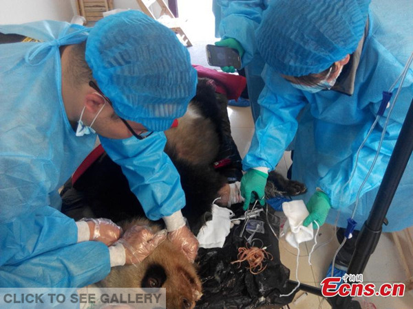 A giant panda receives treatment at the Chengdu Research Base of Giant Panda Breeding in Southwest China's Sichuan province, April 22, 2015. The panda was found critically ill at a nature reserve and still suffers from ailments including an infection, anemia, and malnutrition, although it is now out of danger. (Photo provided to China News Service)