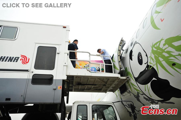 A pair of giant pandas gifted by the central government to Macao board an Air China plane at an airport in Chengdu city, Southwest China's Sichuan province, April 30, 2015. The Airbus 320 underwent interior alterations and an exterior paint job before transporting the treasures. The pilots were also asked to avoid air turbulence during the flight and ensure proper temperatures and adequate lighting in the cabin. (Photo: China News Service/An Yuan)