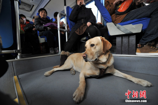A guide dog is a on bus in Feb. (Photo/China News Service)
