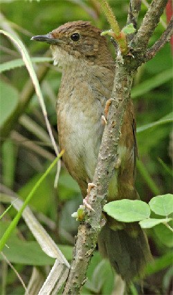 A Sichuan Bush Warbler is seen in foliage in Laojunshan, Sichuan province, last May. (Photo/China Daily)