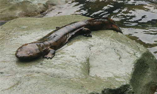 Chinese giant salamander