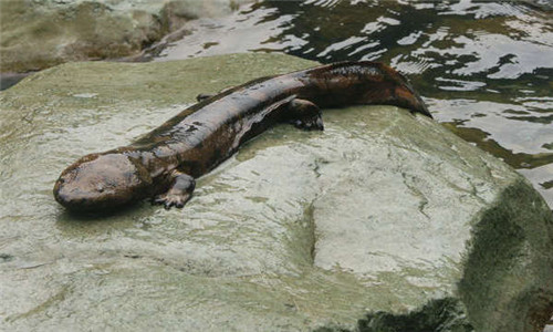 Chinese giant salamander