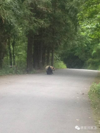 A panda is walking at the road side.
