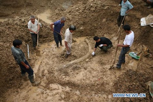 Work at the digging site of a fossil of tusk of Elephant (Photo/Xinhua)