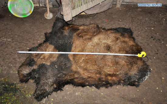Undated photo shows the fur of a panda killed by poachers. Ten people have been apprehended in southwest China's Yunnan Province for killing a panda and trading in its meat, local authorities confirmed on Wednesday. The suspects allegedly killed a giant panda in Zhaotong, northeast Yunnan. Of the ten suspects, three have been formally arrested, a forestry official told Xinhua. Giant pandas are one of the world's most endangered species. About 1,600 live in the wild, mostly in the mountains of Sichuan and Shaanxi provinces, while more than 300 live in captivity. (Xinhua)