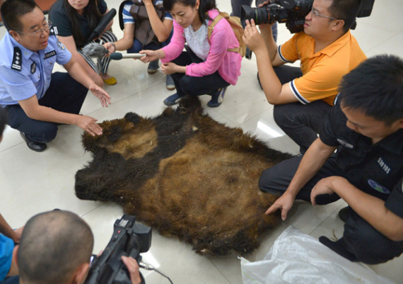 Police show the fur of a wild giant panda in Kunming, Yunnan province, on Wednesday. The female was shot by two farmers in the village of Longtai in December. (Photo/For China Daily)