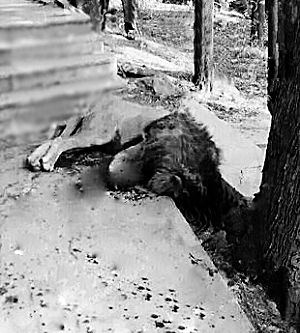 The lion was shot dead at a zoo.