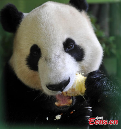 Giant panda Yun Zi enjoys its lunch at the zoo in north China's Shijiazhuang city. Yun zi was born at the San Diego Zoo in the United States on Aug. 5, 2009. (Photo: China News Service/Zhai Yujia)