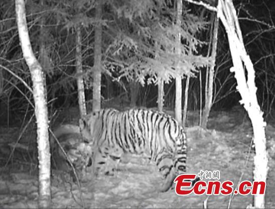 A robust adult wild Siberian tiger eats a dead horse near a stable in Ning'an, Heilongjiang province.(Photo provided by Heilongjiang forest industry bureau) 