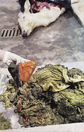 Each deer was found to have around six kilograms of inedible material in its stomach. 