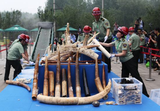 Law enforcement officers destroy confiscated tusks and ivory artworks at the Beijing Wildlife Rescue and Rehabilitation Center on Friday. (Wang Jing/China Daily)