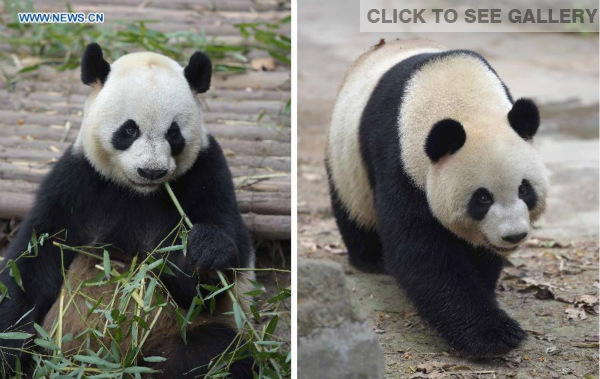 Combination photo taken on March 31, 2015 shows giant pandas Kaikai (L) and Xinxin, to be gifted to Macao, in southwest China's Sichuan Province. A pair of giant pandas gifted by the central government to the Macao Special Administrative Region left Chengdu, Sichuan Province, on Thursday afternoon. (Xinhua/Xue Yubin)