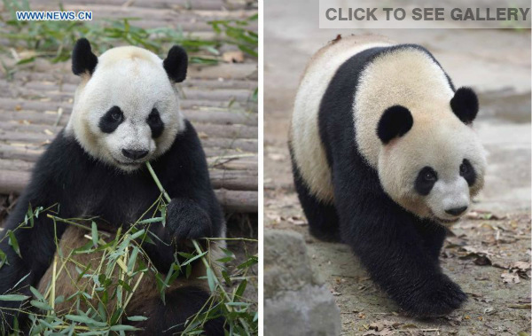 Combination photo taken on March 31, 2015 shows giant pandas Kaikai (L) and Xinxin, to be gifted to Macao, in southwest China's Sichuan Province. A pair of giant pandas gifted by the central government to the Macao Special Administrative Region left Chengdu, Sichuan Province, on Thursday afternoon. (Xinhua/Xue Yubin)