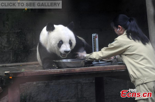 Giant panda Basi plays at a zoo in Fuzhou city, capital of East China's Fujian province, May 21, 2015. Chen Yucun, the director of the Fuzhou Panda World, says a series of activities will be held from May 22 to November to celebrate the 35th birthday of Basi, who is the oldest panda on the Chinese mainland and far surpasses the normal panda life expectancy of 12 years. (Photo: China News Service/Zhang Lijun)