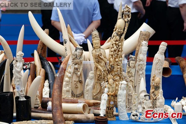 Confiscated ivory products are seen before being destroyed in Beijing, May 29, 2015. (Photo: China News Service/Han Haidan) 