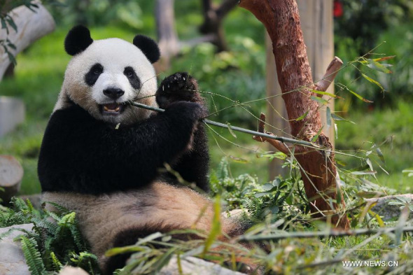 Giant panda Xinxin donated by the Chinese central government eats bamboos in Macao, south China, May 31, 2015. The pandas will see the public officially on the International Children's Day of June 1. (Photo: Xinhua/Cheong Kam Ka) 