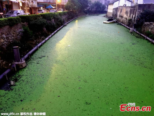 An algae bloom covers a 2km-section of a river in Wenling city, East Chinas Zhejiang province, May 26, 2015. (Photo/IC)