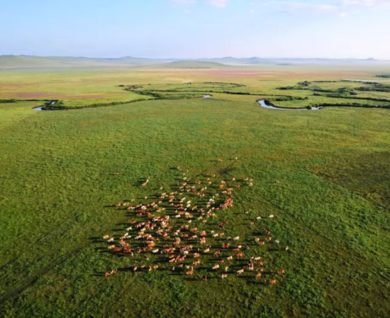Grassland in Inner Mongolia (Photo provided to chinadaily.com.cn)