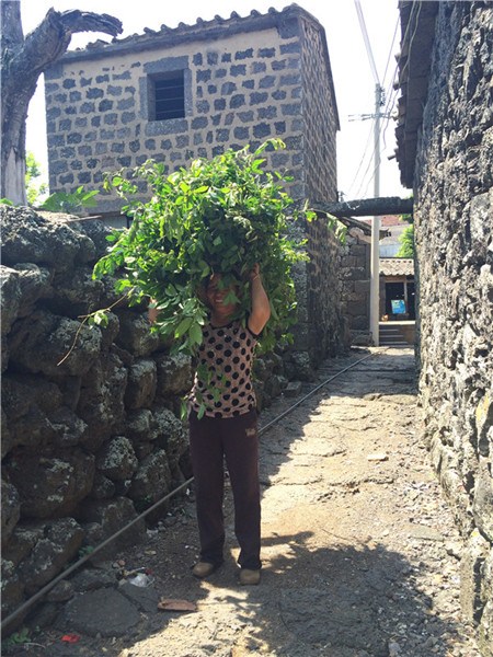A woman carries vegetable home to feed her goats in Sanqing village, June 9, 2015. (Photo by Jiang Wanjuan/chinadaily.com.cn)