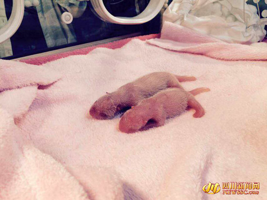 The first twin panda cubs of the year.(Photo/www.newssc.org)
