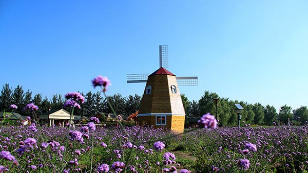 A photo of Landiao Lavendar Manor. Photo provided to chinadaily.com.cn