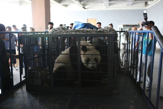 Two giant pandas arrive in northeast China's Jilin Province on June 25.(Photo/www.chinajilin.com.cn)