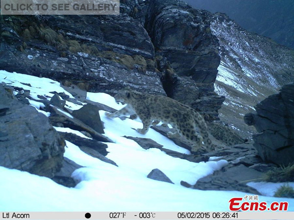 An image captured by an infrared camera shows a wild snow leopard hunting with her two cubs on a mountain in the Wolong National Nature Reserve in Southwest China's Sichuan province, June 2, 2015. (Photo provided to China News Service)
