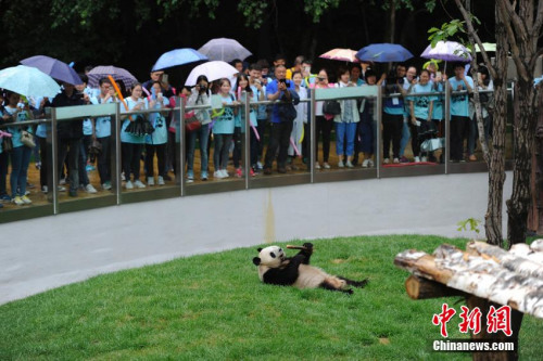 A panda attracts visitors in northeastern Jilin Province. (Photo/China News Service)