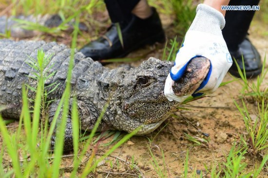 A Chinese alligator is released into the wild in a forestry in Langxi County of Xuancheng City, east China's Anhui Province, July 2, 2015. (Photo: Xinhua/Du Yu)