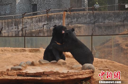 Two Asian black bears are in the Wildlife Rescue and Rehabilitation Center of Yunnan. (Photo/Bai Tuo)