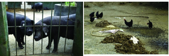 This combo photo shows pigs and chickens used to help forcast earthquake at a breeding base of a zoo.(Photo/www.jschina.com.cn)